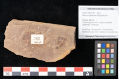 Foto (Objekt + Etikett) von Quercus palaeoilex Ettingshausen (NHMW-GEO-2024-0188-0795)